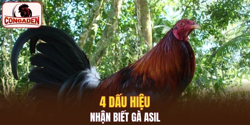 4 dấu hiệu nhận biết gà Asil
