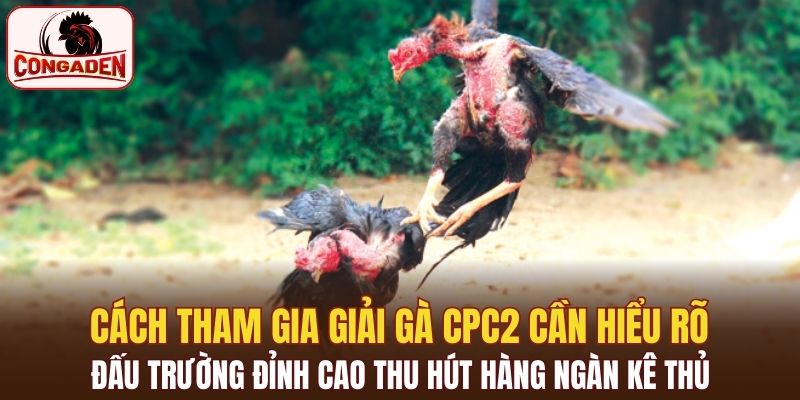 Cách tham gia giải gà CPC2 cần hiểu rõ