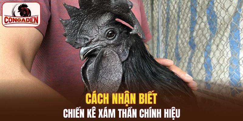 Cách nhận biết chiến kê xám thần chính hiệu