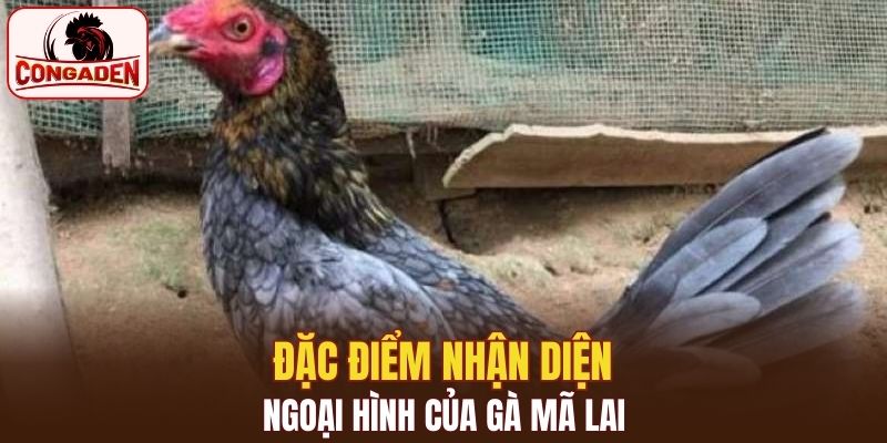 Cách nhận diện ngoại hình của chiến kê