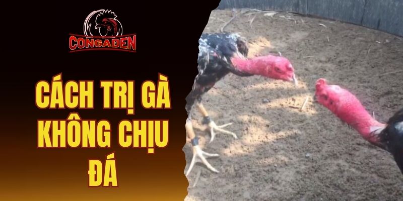 cách trị gà không chịu đá