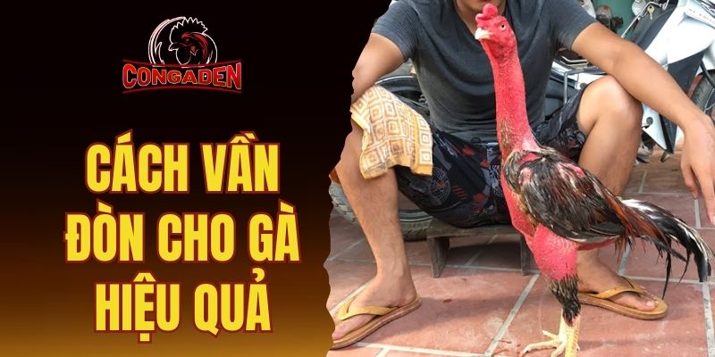 cách vần đòn cho gà hiệu quả