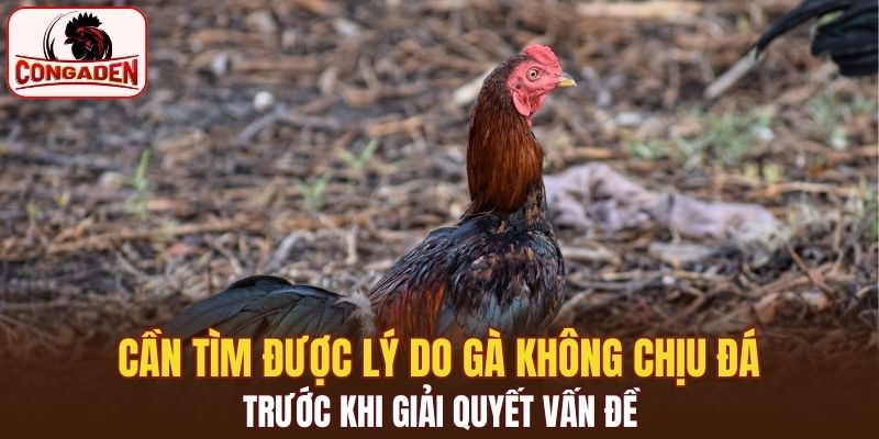 Cần tìm được lý do gà không chịu đá trước khi giải quyết vấn đề