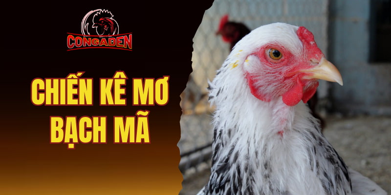 Chiến kê mơ bạch mã