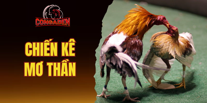 Chiến kê mơ thần