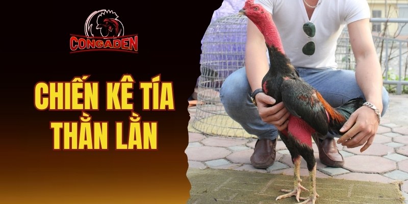chiến kê tía thằn lằn