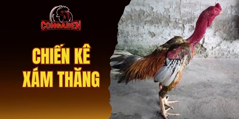 Chiến Kê Xám Thăng