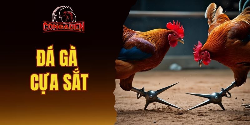 đá gà cựa sắt