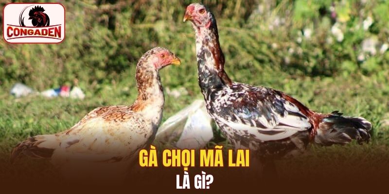 Điểm chính về gà chọi mã lai