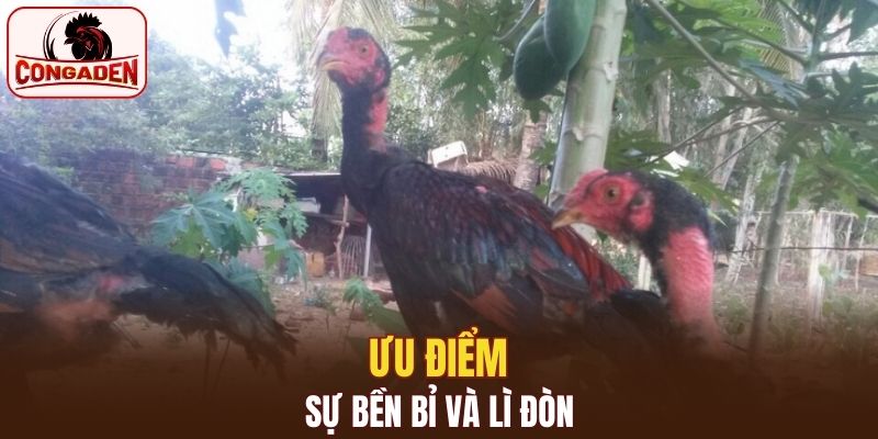Độ lì đòn của mỗi chiến kê