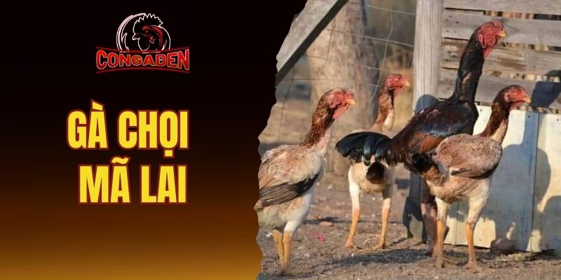 Gà chọi Mã Lai