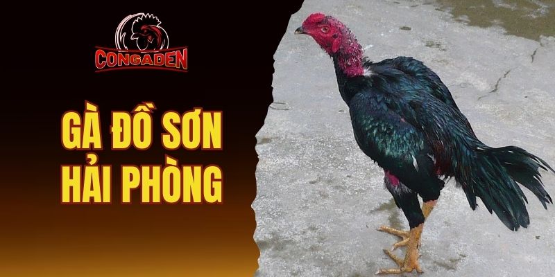 gà Đồ Sơn Hải Phòng