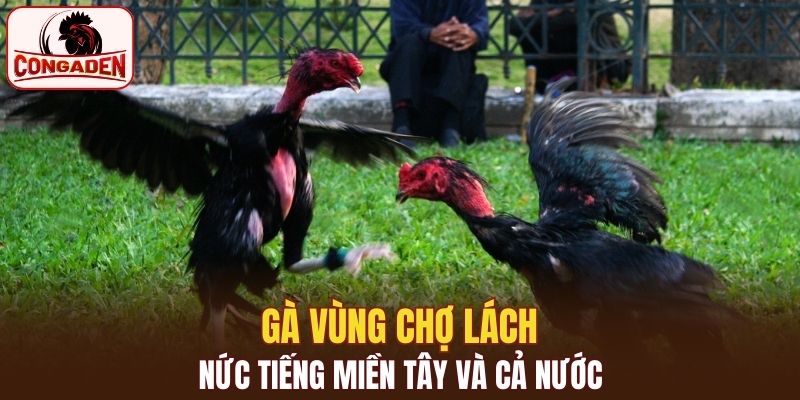 Gà vùng Chợ Lách nức tiếng miền Tây và cả nước