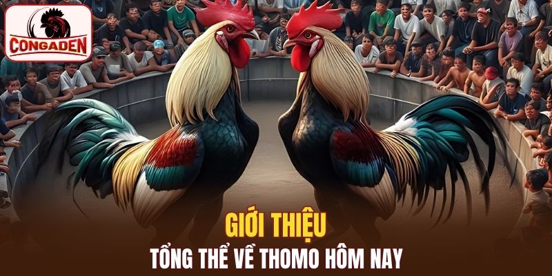 Giới thiệu tổng thể về Thomo hôm nay