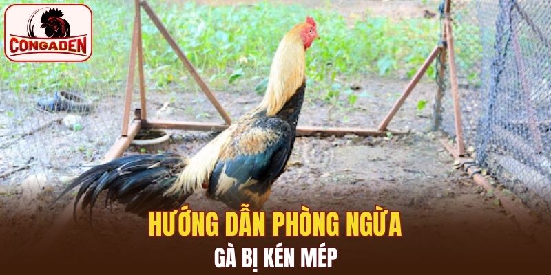 Hướng dẫn phòng ngừa gà bị kén mép