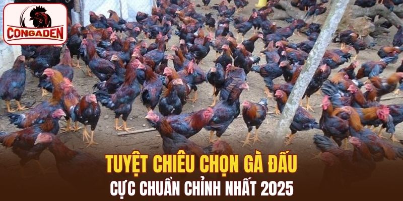 Kinh nghiệm lựa gà Mã Lai thi đấu chuẩn