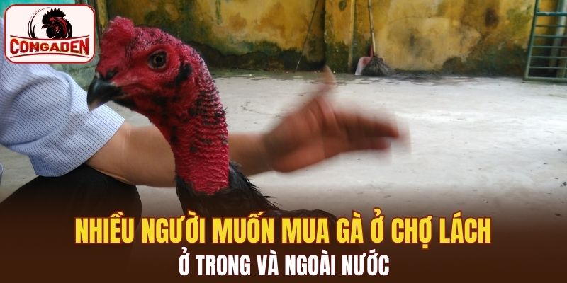 Nhiều người muốn mua gà ở Chợ Lách ở trong và ngoài nước