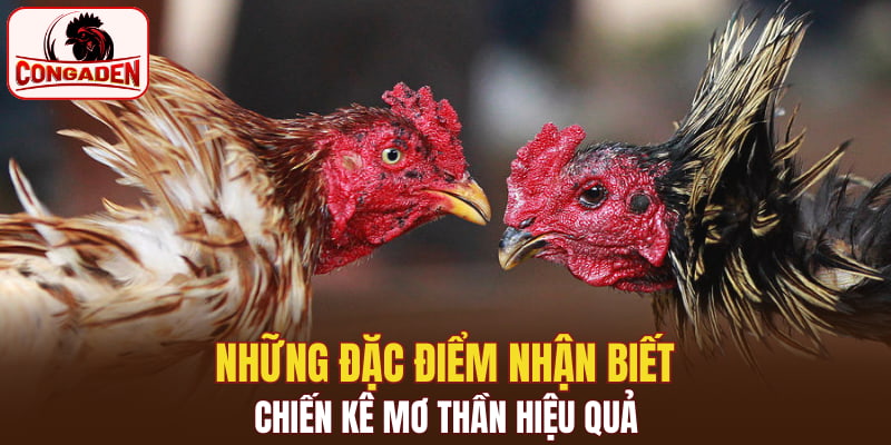 Những đặc điểm nhận biết chiến kê mơ thần hiệu quả