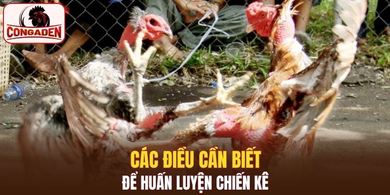 Các điều cần biết để huấn luyện chiến kê