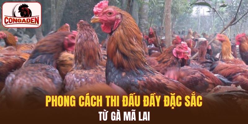 Phong cách đấu cực kỳ đặc sắc từ chiến binh