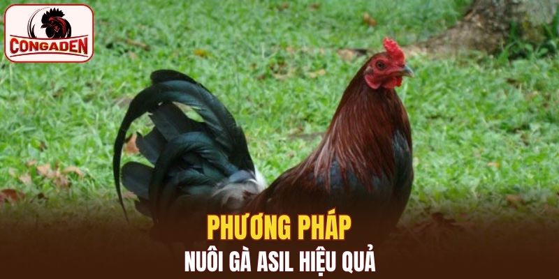 Phương pháp nuôi gà Asil hiệu quả