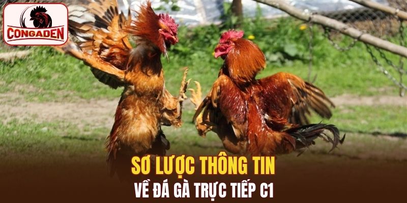Sơ lược qua về thông tin đá gà trực tiếp C1