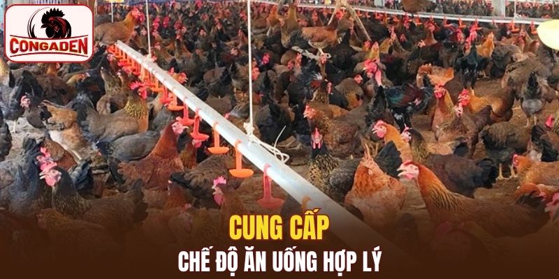 Tìm hiểu về dinh dưỡng