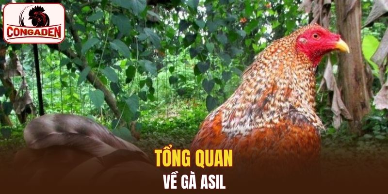 Tổng quan về gà Asil