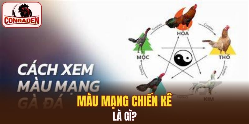 Ý nghĩa màu mạng chiến kê hiện nay